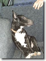 Proč je pes : 92-ozzy-danny-1178791835