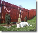 Proč je pes : 92-ozzy-danny-1178792080