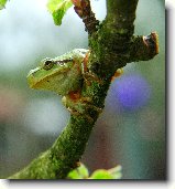 Foto:Z prody...:Rosnika I.