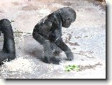 Foto:Zoo Praha: