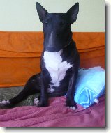 Foto:Dal�� kr�sn� den:Ozzy�ek po koupeli
