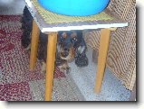 Foto:S�RA NA CHAT�:ted na v�s bafnu...