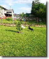 Foto:Fotbal to je hra !!!:Kr�sn� hlavi�ka