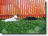 Foto:Leh�rko na slun��ku...:�u�ky mu�ky....
