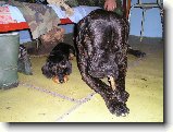 Foto:NA T�BO�E:s�ri k�mo�i tro�ku malej rozd�l no...