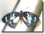 Foto:botanick� zahrada a zv��ectvo venku: