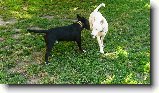 Foto:Z v�letu:Ozzy a Danny