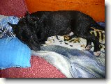 Foto:Co je nov�ho:Ozzy spink� :)