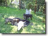 Foto:Narvaný bazének :):No konečně jde pryč..můžu do vody :)