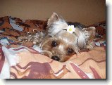 Foto:Fotky z kv�tna 2007: