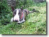 Foto:Bull sraz :):Minibull Venca :)