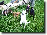 Foto:Bull sraz :):No barevn� variace �e?