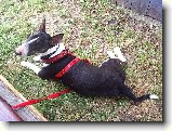 Foto:Bull sraz :):Bar�a
