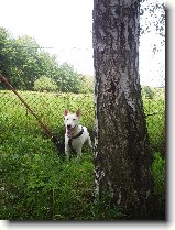 Foto:Bull sraz :):Ozzy a Danny �ekaj�