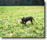 Foto:Bull sraz :):Ozzy m� kus k�ry na hryz�n� 