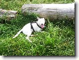 Foto:Bull sraz :):Vysm�t� ��astn� Danny