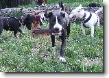Foto:Bull sraz :):Kuk :)