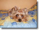 Foto:Fotky z �ervna 2007:
