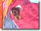 Foto:Ps� t�bor 07-L�zn� b�lohrad:):i m�mu mim� byla jeden den zima..