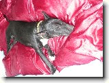 Foto:Copak d�l�me na konci pr�zdnin :):Jojo pe�inky 