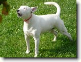 Foto:Copak d�l�me na konci pr�zdnin :):Hauuu, vrrrr haf 