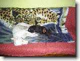 Foto:Sp�c� bulin:Pininy