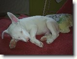 Foto:Sp�c� bulin:Ucho sem ucho tam :)