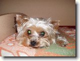 Foto:Fotky ze srpna 2007: