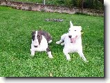 Foto:Bull verzus ��nsk� chocholat� nah��:Cloe a Danny