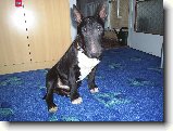 Foto:Od v�eho n�co :):Prce�ek Ozzy...
