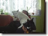 Foto:Od v�eho n�co :):Trochu mal� k�eslo :)