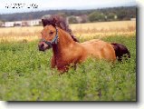 Foto:Fotky kon�  - ��st II.: