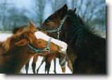 Foto:Fotky kon�  - ��st II.: