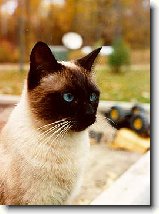 Foto:SIAM. A THAJ.KOKY S CELHO SVTA: