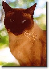 Foto:SIAM. A THAJ.KOKY S CELHO SVTA: