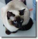 Foto:SIAM. A THAJ.KOKY S CELHO SVTA: