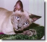 Foto:SIAM. A THAJ.KOKY S CELHO SVTA: