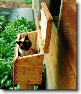 Foto:SIAM. A THAJ.KOKY S CELHO SVTA: