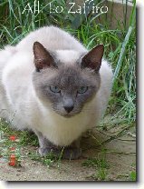 Foto:SIAM. A THAJ.KOKY S CELHO SVTA: