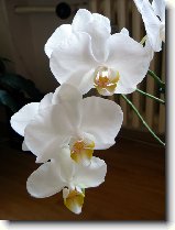 Foto:ORCHIDEJE:phalaenopsis