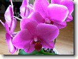 Foto:ORCHIDEJE:phalaenopsis