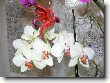 Foto:ORCHIDEJE:phalaenopsis
