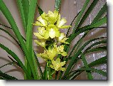 Foto:ORCHIDEJE:cymbidium