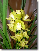 Foto:ORCHIDEJE:cymbidium