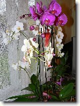Foto:ORCHIDEJE:phalaenopsis