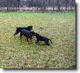 Foto:Na cvi��ku podruh� + OBRANA:Ozzy a rotvinky