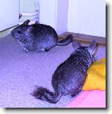 Foto:�t�stko u kamar�da:�t�stko+ferda