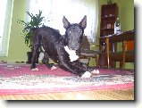 Foto:Nov� 13.4.2007:rozcvi�ka