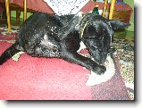 Foto:Nov� 13.4.2007:a pak �e si ned�m nohu za ucho