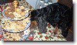 Foto:v�noce07:a takhle s�ra tajn� kradla(ne to by si nedovolila pod stolem m�la pi�kot:))